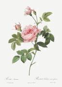 Rose without a thorn (Pierre Joseph Redouté) - Muzeo.com