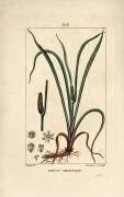 Roseau Aromatique (Pierre Jean Francois Turpin) - Muzeo.com