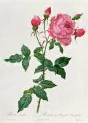 Rosier du Bengale (cent feuille) (Pierre Joseph Redouté) - Muzeo.com