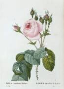 Rosier à feuilles de laitue (Rosa centifolia Bullata) (Eustache-Hyacinthe Langlois) - Muzeo.com