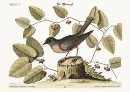 Rouge gorge de la Caroline (Mark Catesby) - Muzeo.com