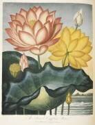 Sacred Egyptian bean (Robert John Thornton) - Muzeo.com