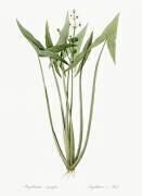 Sagittaria (Pierre Joseph Redouté) - Muzeo.com