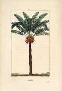 Sagou (Pierre Jean Francois Turpin) - Muzeo.com