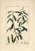 Saule (Pierre Jean Francois Turpin) - Muzeo.com
