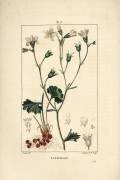 Saxifrage granulee ou Saxifrage a bulbbles - Saxifrage des prés (Pierre Jean Francois Turpin) - Muzeo.com