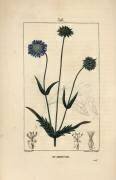 Scabieuse (Pierre Jean Francois Turpin) - Muzeo.com