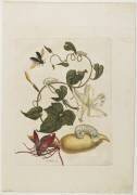 Scarabée rouge (Maria Sibylla Graff Merian) - Muzeo.com