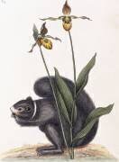 Sciurnus Niger (Mark Catesby) - Muzeo.com