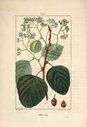 Sebeste (Pierre Jean Francois Turpin) - Muzeo.com