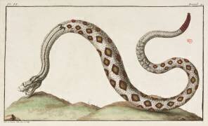 Serpent à sonnettes (anonyme) - Muzeo.com