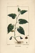 Serpentaire (Pierre Jean Francois Turpin) - Muzeo.com