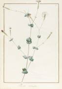 Silene Chloraefolia (Pierre Joseph Redouté) - Muzeo.com