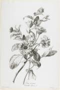 Souci des Jardins (Gérard van Spaendonck) - Muzeo.com
