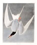 Sterne pierregarin mâle, plumage de printemps (John James Audubon) - Muzeo.com