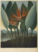 Strelitzia Reginae (Robert John Thornton) - Muzeo.com