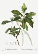 Swamp cyrilla (Pierre Joseph Redouté) - Muzeo.com