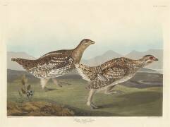 Tétras à queue fine (John James Audubon) - Muzeo.com