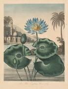 The Temple of Flora, Blue Egyptian Waterlily (Robert John Thornton) - Muzeo.com