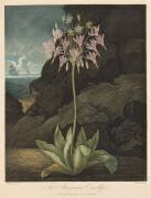 The Temple of Flora, The American Cowslip (Robert John Thornton) - Muzeo.com