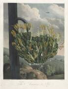 The Temple of Flora, The American Aloe (Robert John Thornton) - Muzeo.com