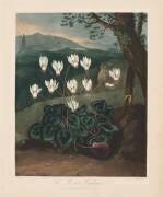 The Temple of Flora, The Persian Cyclamen (Robert John Thornton) - Muzeo.com