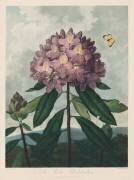 The Temple of Flora, The Pontic Rhododendron (Robert John Thornton) - Muzeo.com