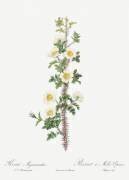 Thousand-spined rose (Pierre Joseph Redouté) - Muzeo.com