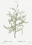 Thuya occidentalis (Pierre Joseph Redouté) - Muzeo.com