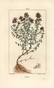 Thym (Pierre Jean Francois Turpin) - Muzeo.com