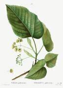 Tilleul (Pierre Joseph Redouté) - Muzeo.com