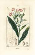 Tobac (Pierre Jean Francois Turpin) - Muzeo.com