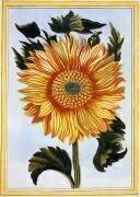 Tournesol (Pierre-Joseph Buchoz) - Muzeo.com