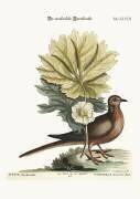 Tourterelle de la Caroline (Mark Catesby) - Muzeo.com