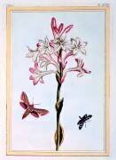 Tuberose (Pierre-Joseph Buchoz) - Muzeo.com