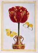 Tulipe Le Drap d'Or (Pierre-Joseph Buchoz) - Muzeo.com