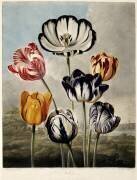 Tulips (Robert John Thornton) - Muzeo.com