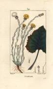 Tussilage (Pierre Jean Francois Turpin) - Muzeo.com