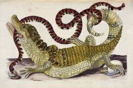 Un caïman du Surinam protège ses petits d'un serpent corail. (Maria Sibylla Graff Merian) - Muzeo.com