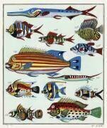 Un collage de poissons exotiques rares et colorés (anonyme) - Muzeo.com