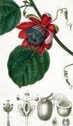 Une Passiflore (Pierre Jean Francois Turpin) - Muzeo.com