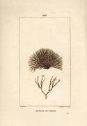 Variété de fucus - Mousse de Corse (Pierre Jean Francois Turpin) - Muzeo.com