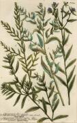 Variétés de Gromwell (Georg Dionysius Ehret) - Muzeo.com