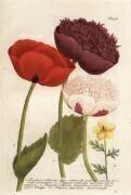 Variétés de pavot à opium (Georg Dionysius Ehret) - Muzeo.com
