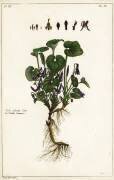 Viola odorata (Dupin) - Muzeo.com