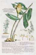 Zingiber latifolium et Amomum (Georg Dionysius Ehret) - Muzeo.com