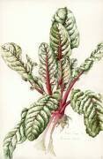 Barde à la rhubarbe (Alison Cooper) - Muzeo.com
