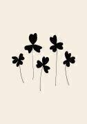 Black Sorrel (1x Studio) - Muzeo.com