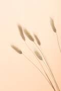 Bunny Grass Peach 03 (1x Studio III) - Muzeo.com