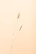 Bunny Grass Peach 08 (1x Studio III) - Muzeo.com